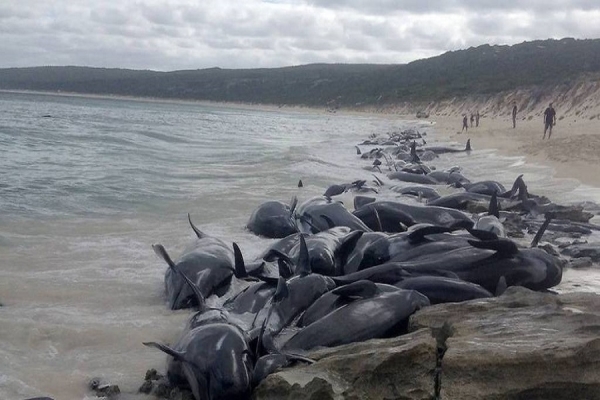 مرگ ۵۰۰ قطعه نهنگ پایلوت در جزایر دوردست نیوزیلند