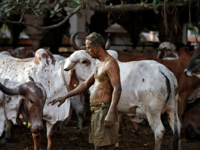 هشدار پزشکان هندی نسبت به استفاده از فضولات گاو برای درمان کرونا