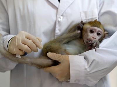 مرگ اولین چینی در اثر ابتلا به «ویروس میمونی»