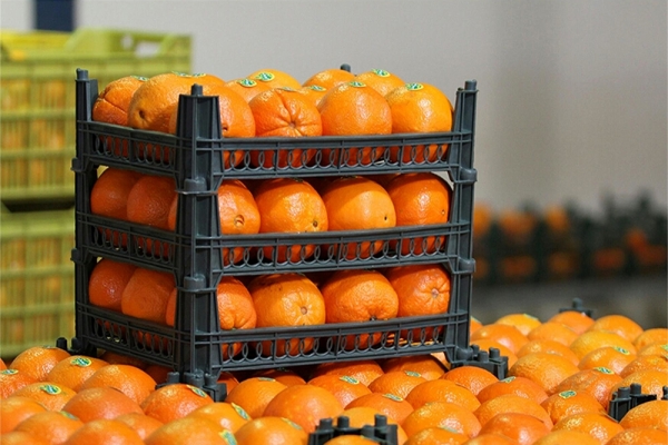 صادرات پرتقال ایرانی به چین/بازار داخل مختل نمی شود