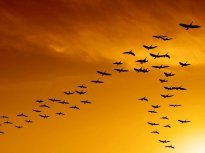 آلودگی نوری چه بلایی بر سر پرندگان مهاجر می‌آورد؟