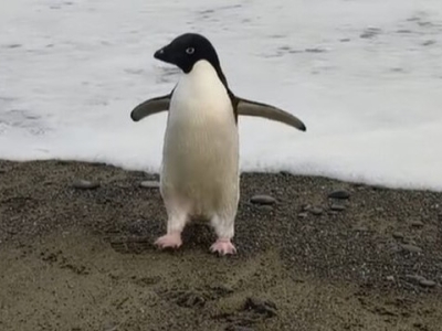 پنگوئن کمیاب قطب جنوب از سواحل نیوزیلند سر درآورد