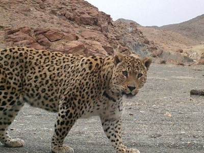 ثبت مجدد حضور یوزپلنگ در پناهگاه حیات وحش میاندشت خراسان شمالی