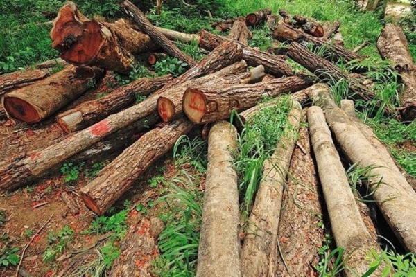 بازداشت رئیس منابع طبیعی گالیکش در پی قطع 300 اصله درخت جنگلی
