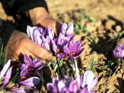 امضای قرارداد ۳۰۰ میلیون دلاری ایران و قطر برای تجارت زعفران