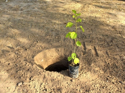 آغاز کاشت ۱ میلیارد درخت در کشور از امروز