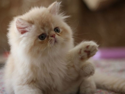 تایید رسمی ابتلای یک گربه خانگی به کرونا در انگلیس