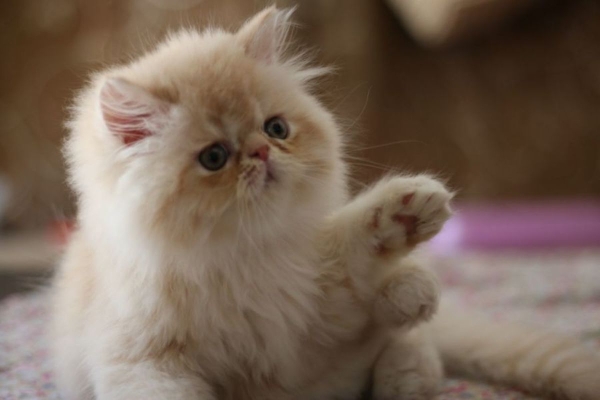 تایید رسمی ابتلای یک گربه خانگی به کرونا در انگلیس