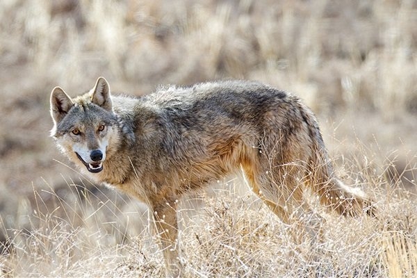 توضیحات یگان حفاظت محیط زیست درباره تلف شدن یک قلاده گرگ در همدان