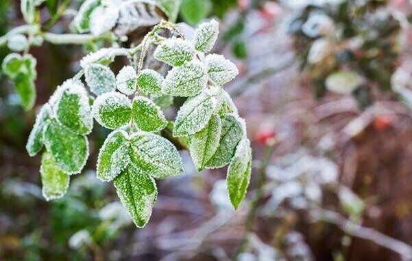 خسارت ۶۰ درصدی سرمای بهاره به باغات مشگین شهر