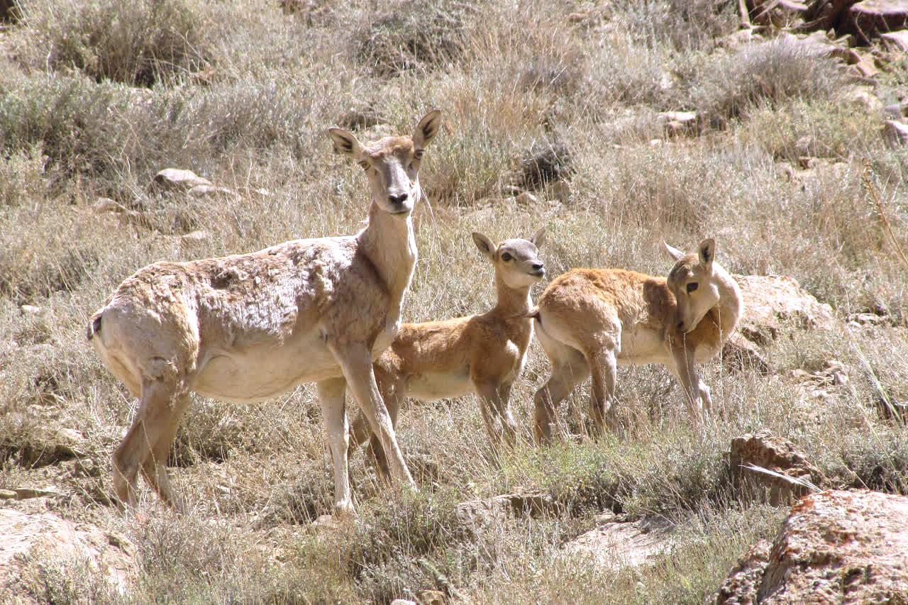 گرمای هوا سرشماری زمستانه حیات وحش را به تعویق انداخت