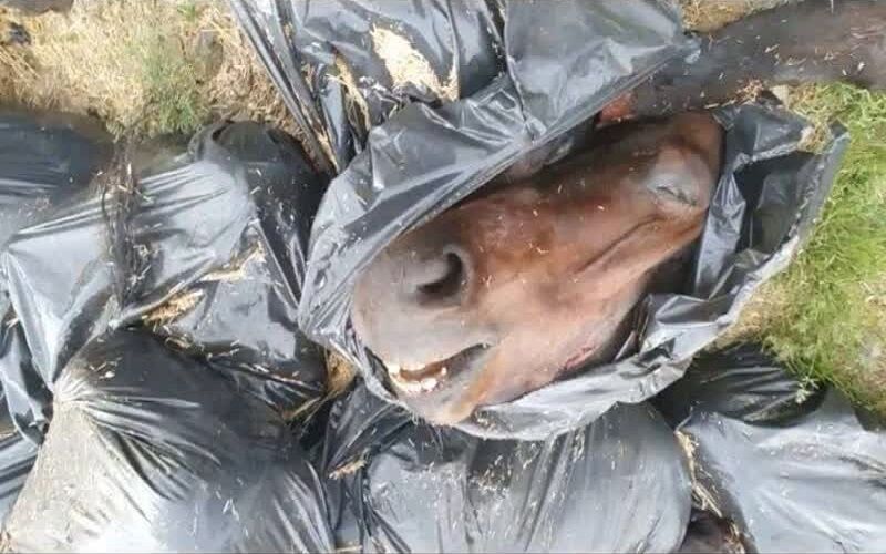 لاشه ۲۰ راس اسب در بوکان کشف شد