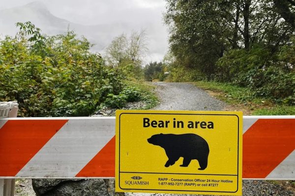  ۱۱ زخمی بر اثر حمله خرس «گریزلی» به دانش آموزان در بریتیش کلمبیا