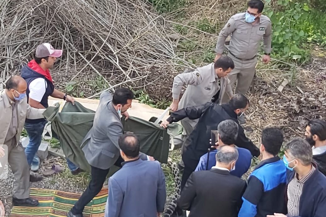 پلنگ سرگردان در قائمشهر وحشی‌تر شده بود/ناچار به شلیک شدیم