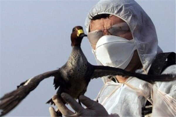 شناسایی اولین ابتلای انسانی به آنفلوآنزای H3N8 در چین