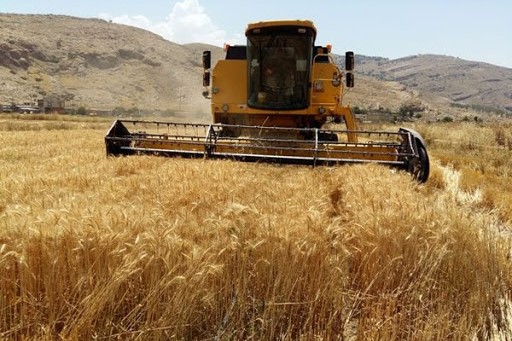 ذخیره جهانی گندم فقط برای ۱۰ هفته است