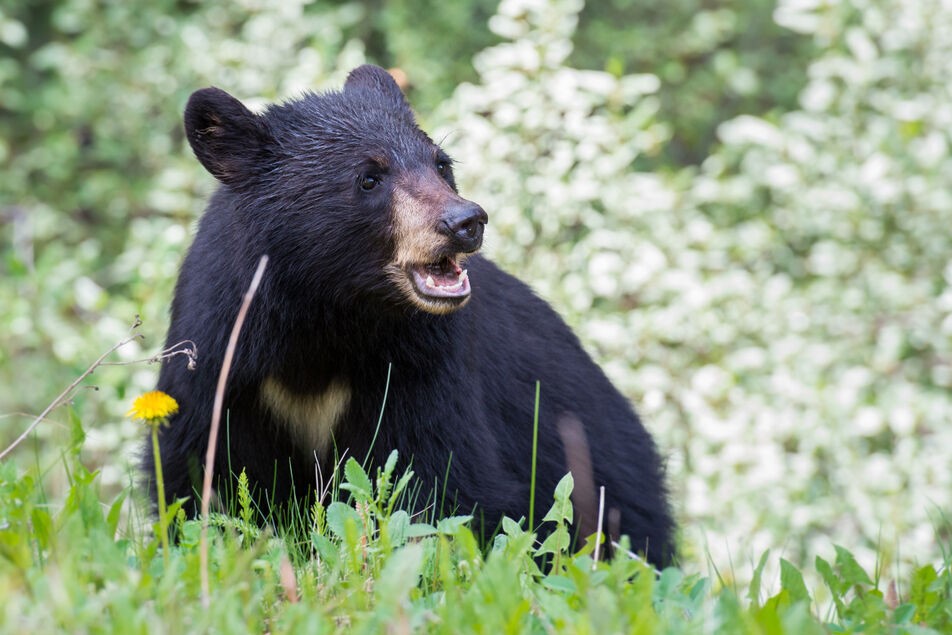 مشاهده خرس سیاه آسیایی در نیکشهر/ فرضیه انقراض باطل شد