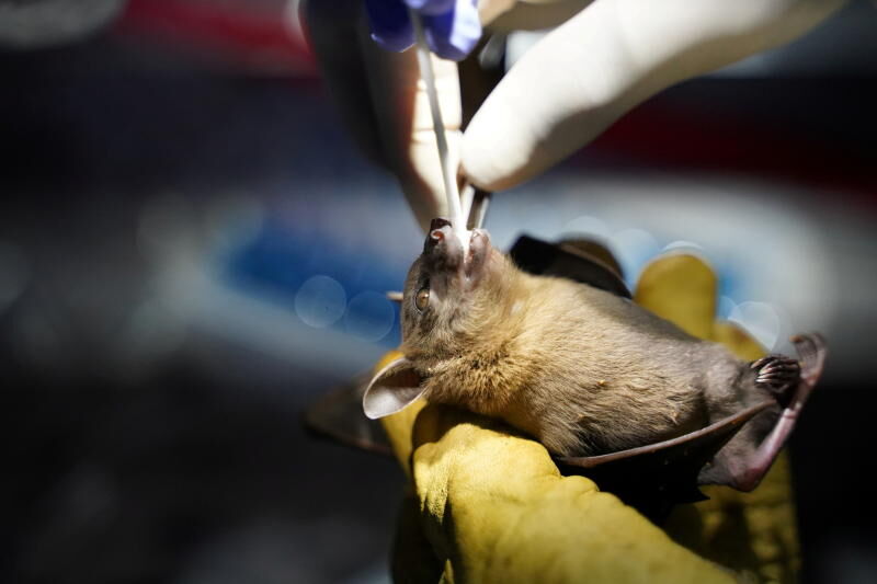 کشف خفاشی آلوده به ویروس‌های شبیه به کووید در لائوس