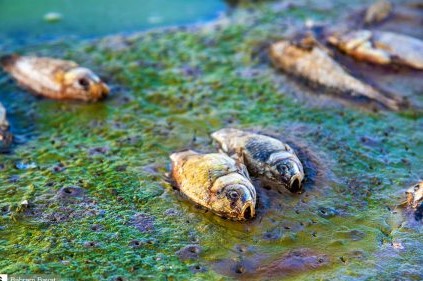 مرگ ماهی‌ها در سد «سهرین»+ تصاویر