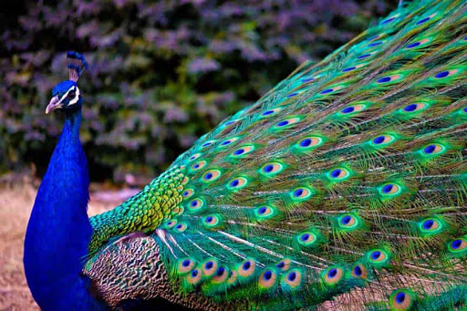 پرورش طاووس و قرقاول در ساری+تصاویر