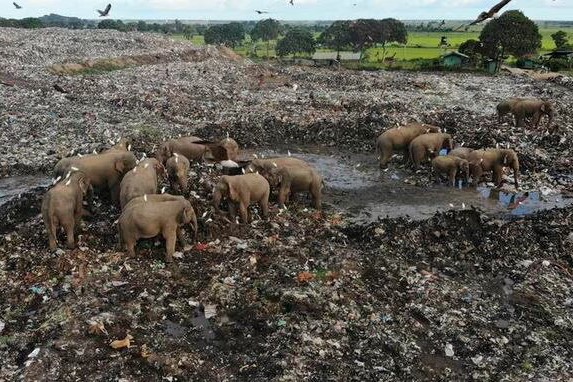 مرگ فیل‌های سریلانکایی به خاطر خوردن زباله‌های پلاستیکی+تصاویر