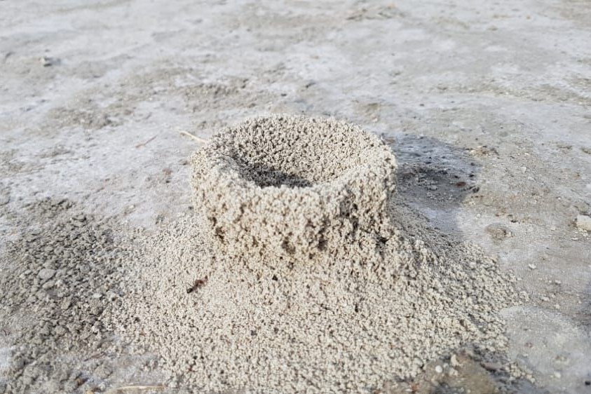 مشاهده پدیده عجیب از لانه‌سازی مورچگان در دریاچه بختگان+فیلم