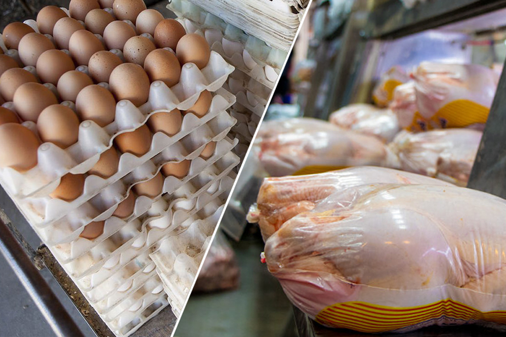 صادرات تخم مرغ ممنوع است/ قیمت مرغ در قم ۲۰ هزار و ۴۰۰ تومان است