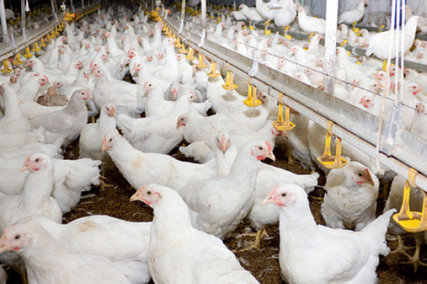 احیای مرغ سلامت در دستور کار جدی وزارت جهاد کشاورزی است