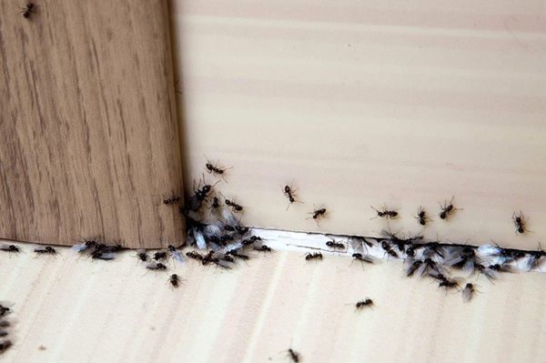 راه‌های فراری دادن مورچه از خانه