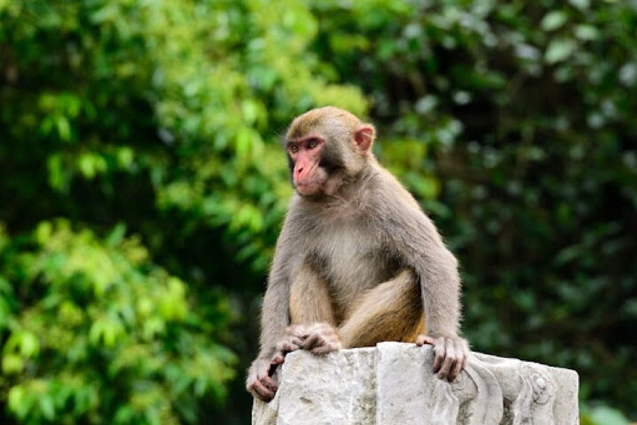 میمون‌ها منجر به مرگ کودکی دو ماهه در هند شدند