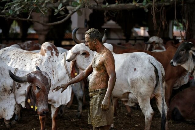 هشدار پزشکان هندی نسبت به استفاده از فضولات گاو برای درمان کرونا