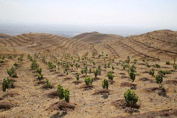 کاشت ۱۰۰ هزار اصله نهال در اطراف مسجد مقدس جمکران