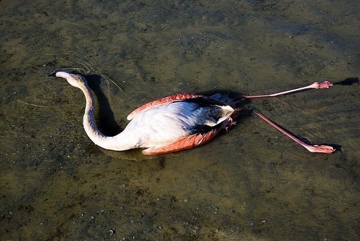 ابتلای پرندگان تلف شده در دریاچه چیتگر به آنفلوآنزا تایید نشد