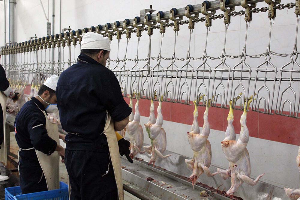 یک کشتارگاه مرغ در قم به اتهام گرانفروشی جریمه شد